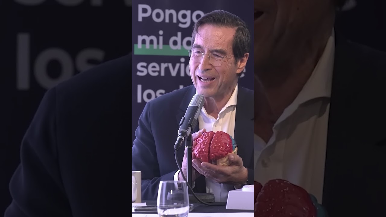 modelo de los hemisferios cerebrales