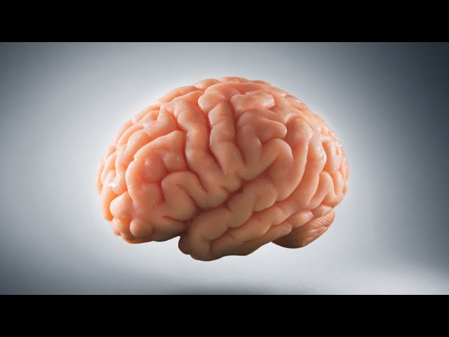 que es el rendimiento cognitivo